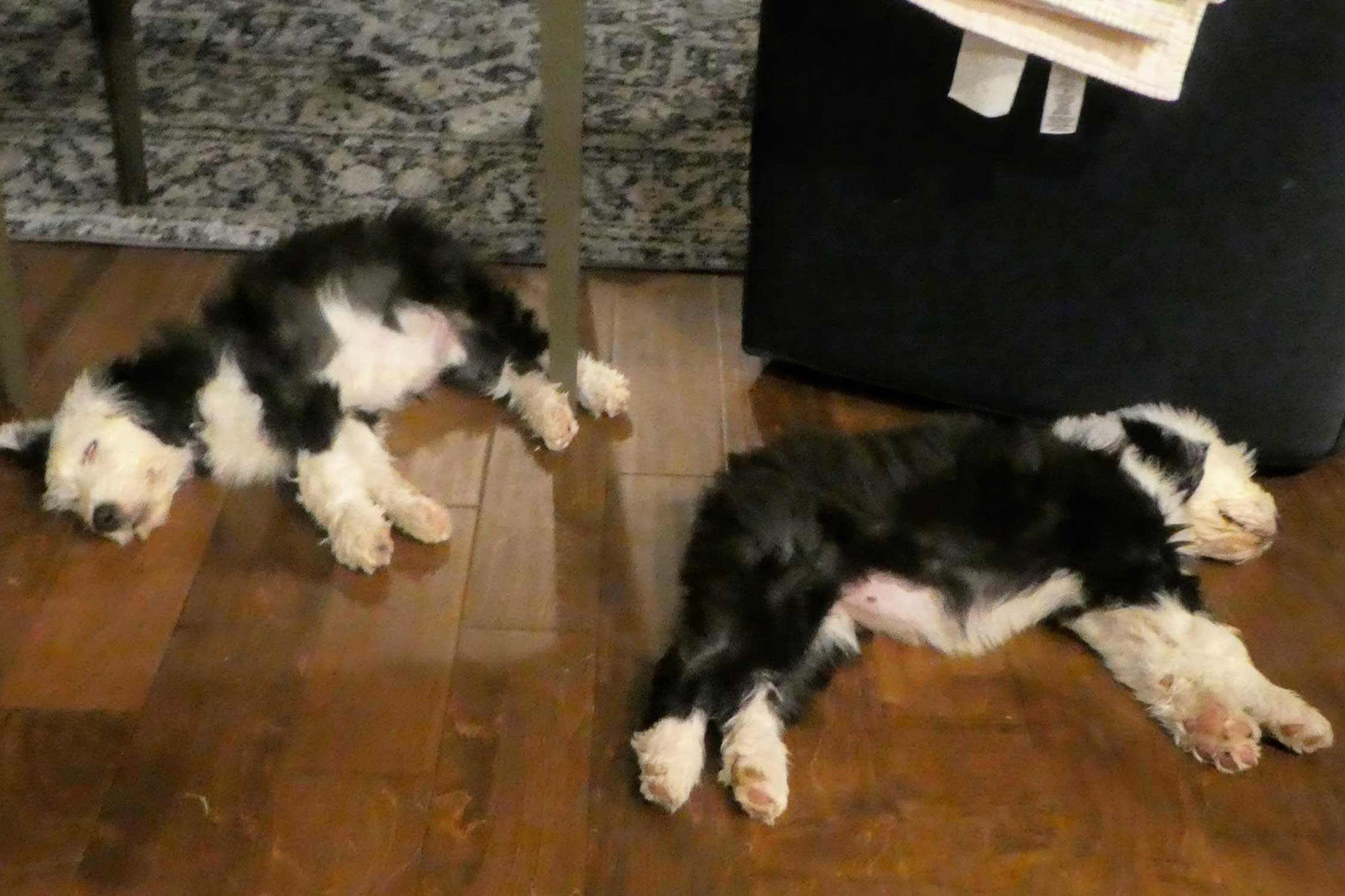 Cara & Cassie as Puppies October 2020