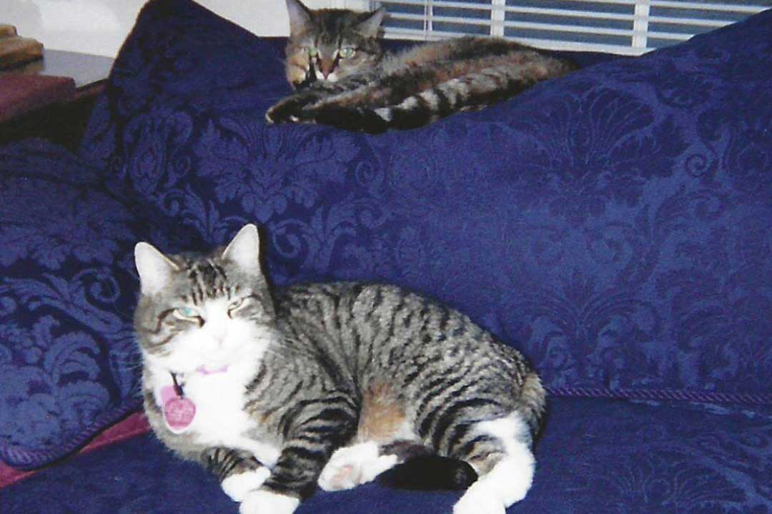 Boots/Tabby, Lance at Stanford June-July 2003