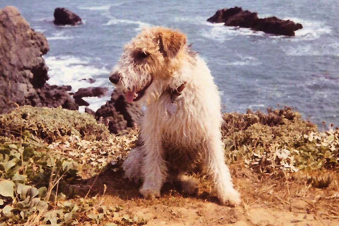 Sammy the Wonder Dog