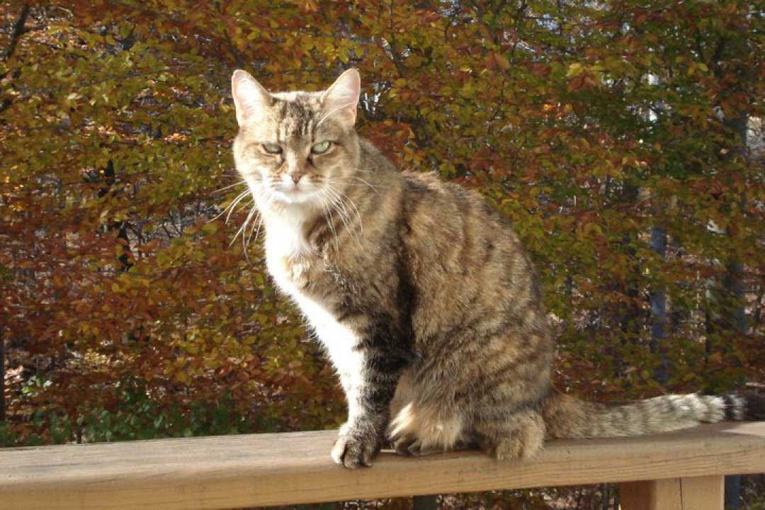 Tabby Cat October 2010