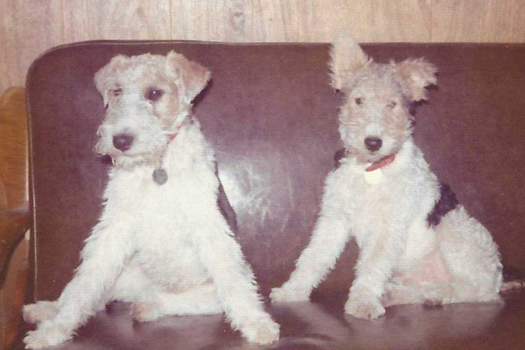 Stray WH Fox Terrier December 1972
