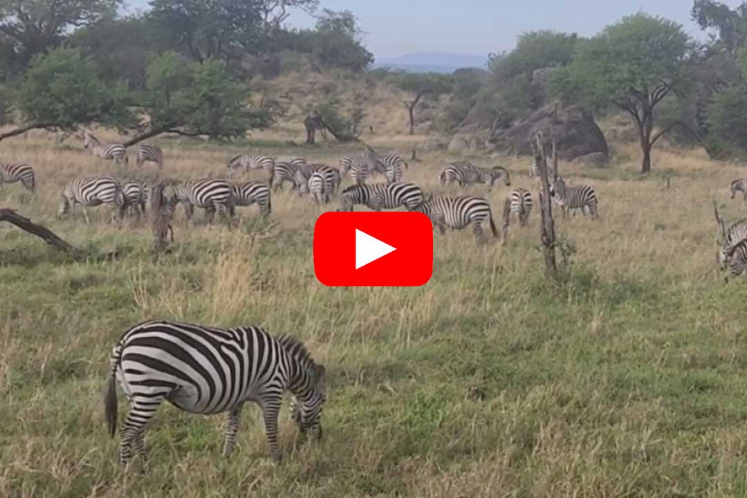 Africa 2025 - YouTube Playlist